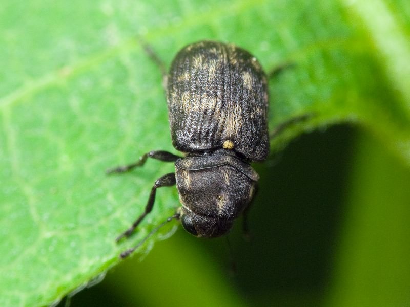 Rhaphitropis marchica (Herbst, 1797)